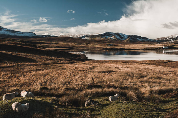 A vertical shot of sheep and mountains in Isle of Skye, fall,  Scotland - Foto, Bild