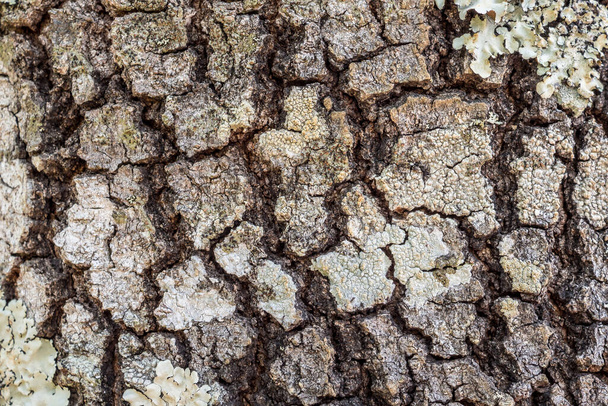 Tree bark texture background - Photo, Image