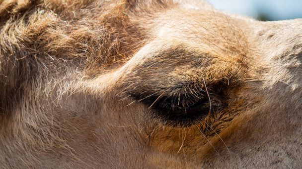 Крупный план верблюжьего глаза и коричневого меха вокруг него - Фото, изображение