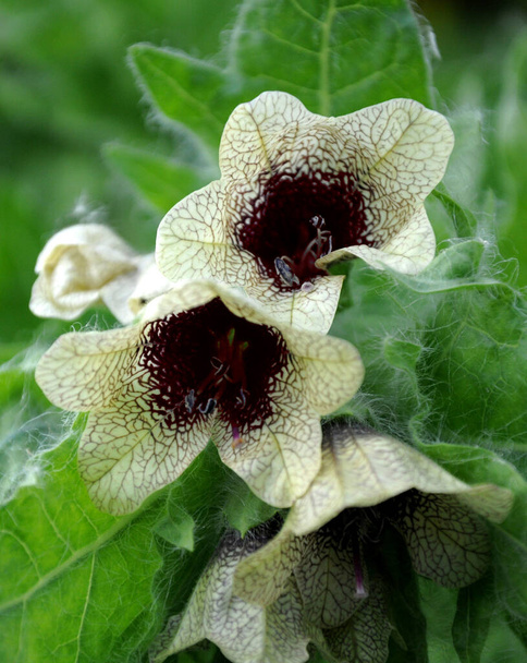 Černý Henbane Hyoscyamus niger. Jedovatá rostlina s krásnou květinou. - Fotografie, Obrázek