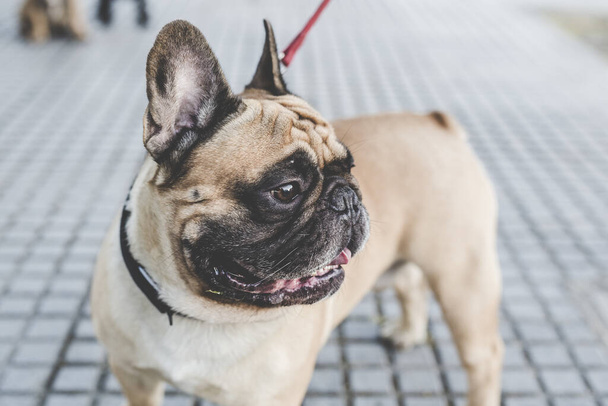 A closeup shot of a French Bulldog looking sideways outdoors - Photo, Image