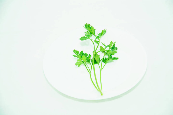 Branch of fresh green parsley on a light background - Фото, изображение