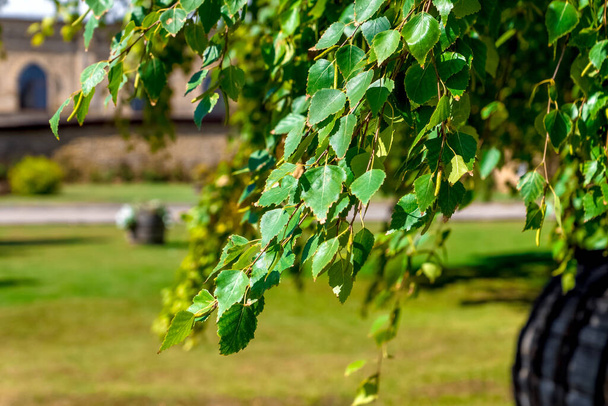birch leaves in a summer. - Foto, Imagem