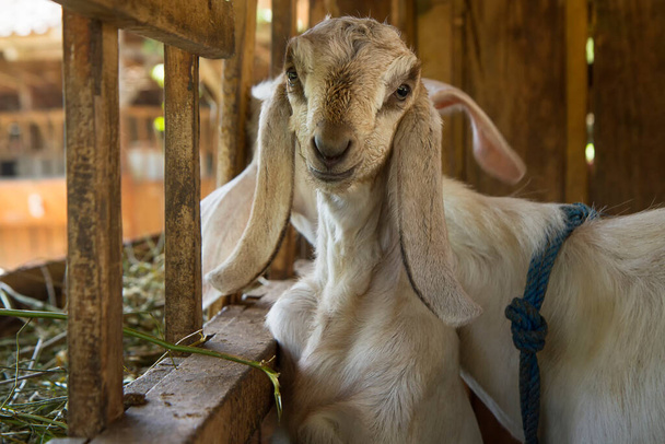 Коза джампнапарі козел на фермі
 - Фото, зображення