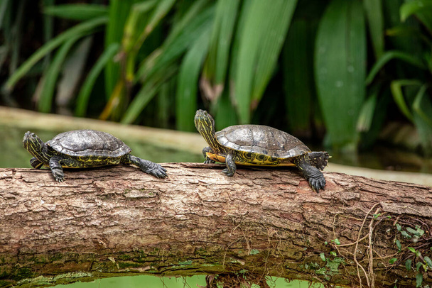 Tijgerschildpad zonnebaden op boomstam in het meer - Foto, afbeelding