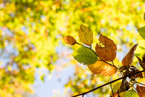 Colorful leaves in a park, autumn, copy space - Foto, imagen