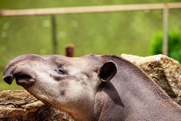 Fechar de tapir esfriar no lago - Foto, Imagem
