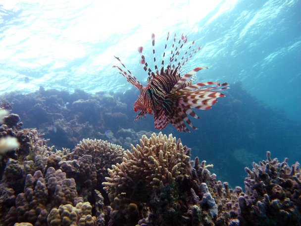 Lion Fish in the Red Sea. - Photo, Image