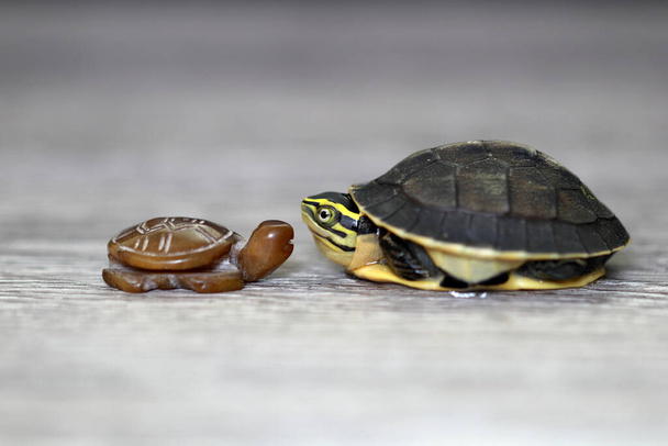 Una tartaruga bambino di fronte a una tartaruga di porcellana faccia a faccia - Foto, immagini