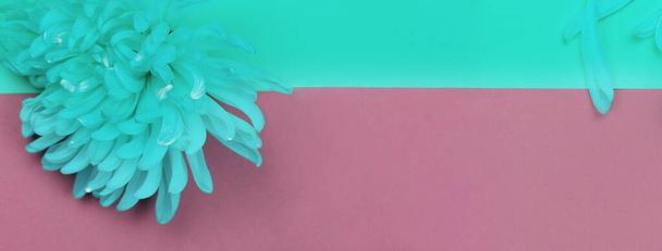flor de primavera y pétalo en pastel azul rosa tono dúo naturaleza moderna banner fondo - Foto, imagen