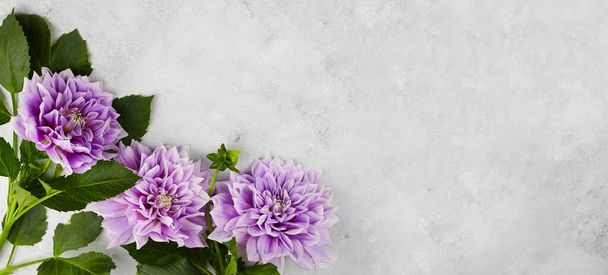 Dahlia violet flowers on grey background, web banner with copy space. - Фото, изображение