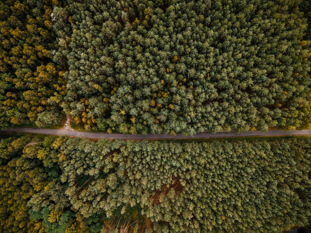 Autunnale Woodland Drone Vista dall'alto. - Foto, immagini