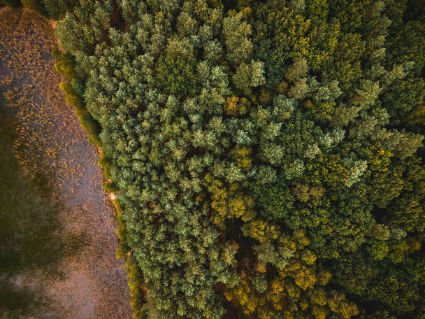 Barevná podzimní sezóna v lese na okraji jezera. Pohled shora dolů na drony. - Fotografie, Obrázek