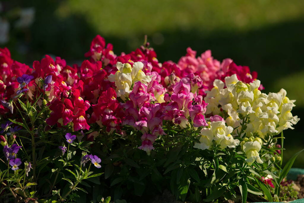Russia. The blooming Antirrhinum (Snapdragon). - Photo, Image