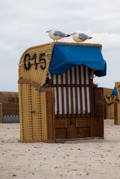 Accogliente sedia da spiaggia in vimini in Germania con due gabbiani grassi seduti sopra di esso. Royalty free foto d'archivio. - Foto, immagini
