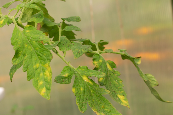 病気のトマトの葉。葉の真菌性疾患 - 写真・画像