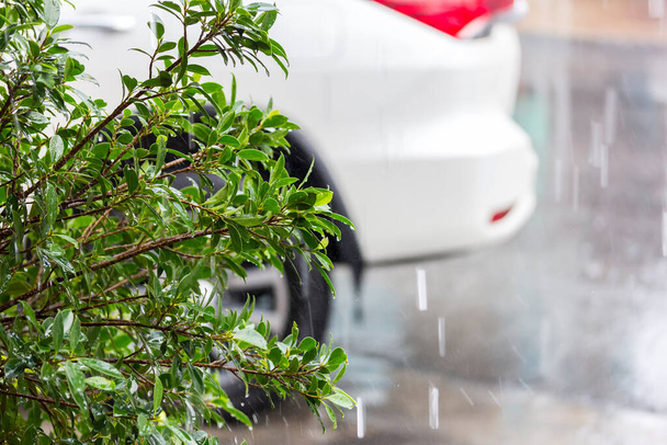 зеленый куст дерева во время дождя и размытие фона автомобиля на парковке - Фото, изображение