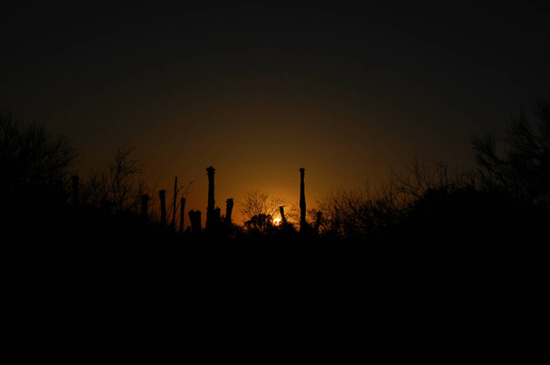 Saguaro kaktus taustavalaistu auringonlaskun Tucson, Arizona - Valokuva, kuva