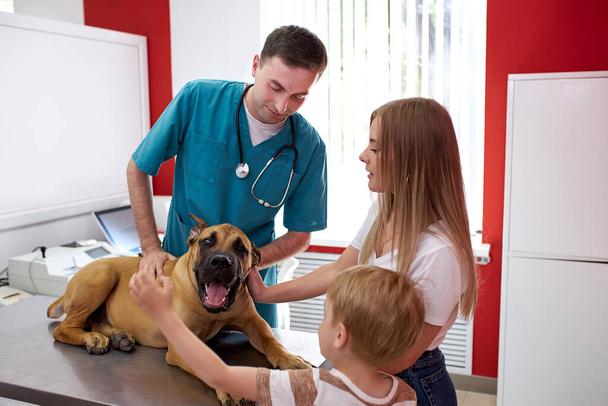 careful veterinarian is worried about dogs health - Zdjęcie, obraz