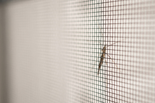 Evin penceresinde böceklere karşı sivrisinek ağı ekranı - Fotoğraf, Görsel