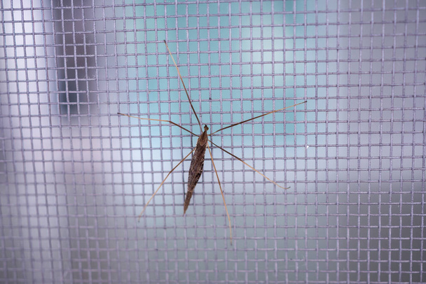 κουνουπιέρα οθόνη σύρμα δίχτυ στο σπίτι προστασία από έντομα - Φωτογραφία, εικόνα