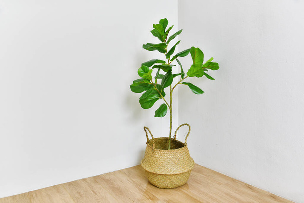 Künstliche Pflanze, Geigen-Feigenbaum an der Zimmerecke, tropische Zimmerpflanze für Haus und Wohnzimmer. - Foto, Bild