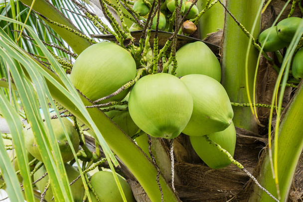 Čerstvý kokosový klastr na kokosovém stromě - Fotografie, Obrázek