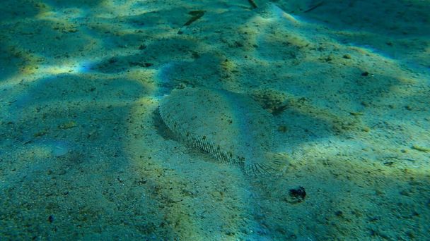 Passera pianuzza dagli occhi larghi (Bothus podas) sottomarina, Mar Egeo, Grecia, Calcidica - Foto, immagini