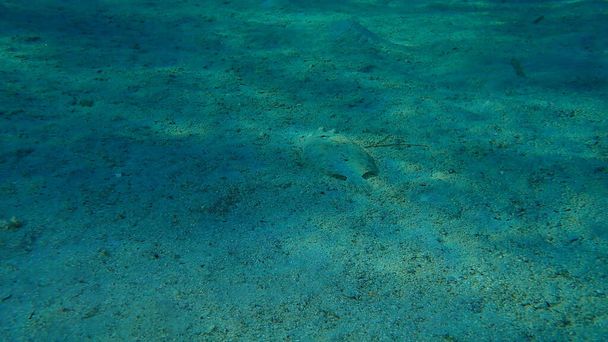 広い目のフラウンダー(ボース・ポダス)海底,エーゲ海,ギリシャ,ハルキディキ - 写真・画像