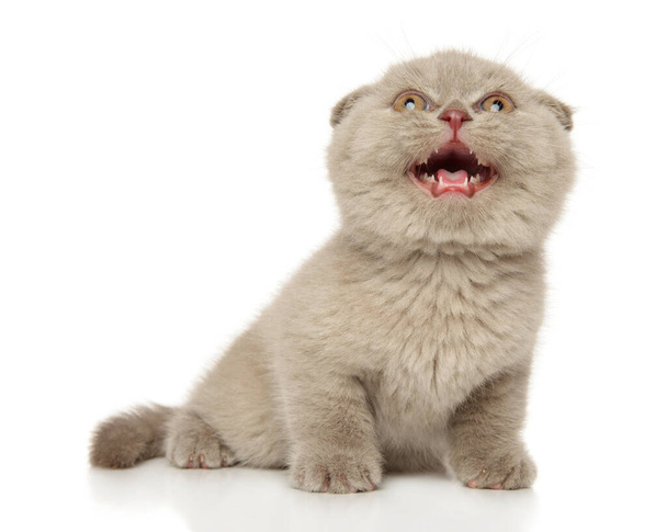 Scottish fold kitten meows while looking at the top. Baby animal theme - Fotoğraf, Görsel