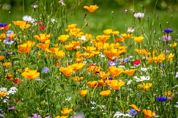 Закройте красивый дикий цветочный сад с красивыми цветками, в том числе желтыми и красными. - Фото, изображение