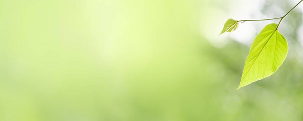 Closeup krásné atraktivní příroda pohled na zelený list na rozmazané zeleně pozadí v zahradě s kopírovacím prostorem pomocí jako pozadí přírodní zelené rostliny krajiny, ekologie, čerstvé titulní stránky koncepce. - Fotografie, Obrázek