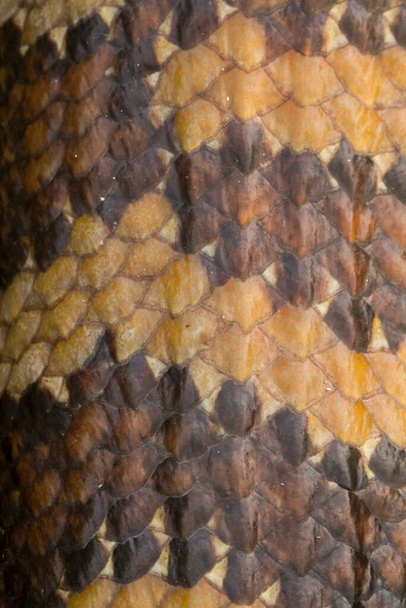 Close Up of Blue Tongue Skink Lizard - Photo, Image