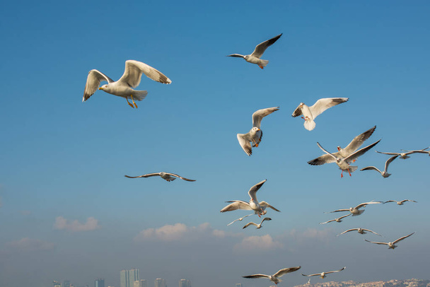 Gaivota voando no céu. Céu voador gaivota como conceito de liberdade - Foto, Imagem