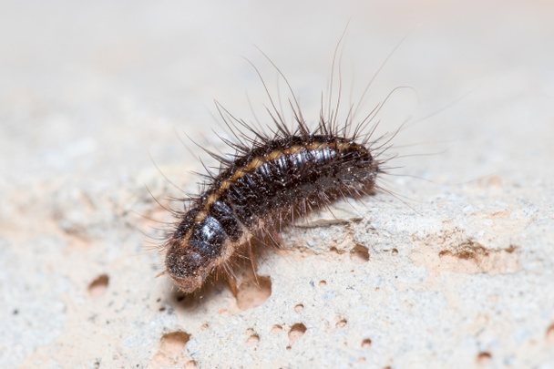 Anthrenus verbasci larvae walks on a concrete floor under the sun - Photo, Image