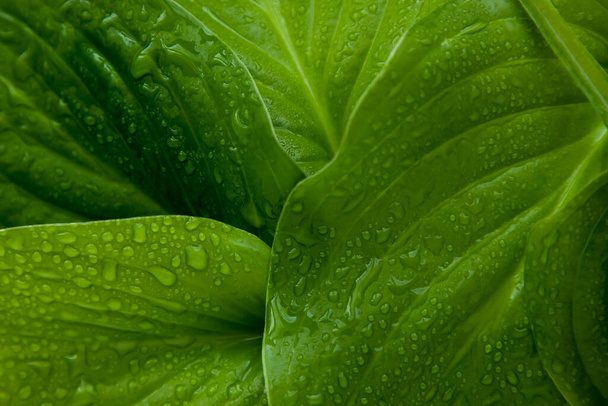 μεγάλο πράσινο φύλλα μοτίβο φόντο, φυσικό υπόβαθρο και ταπετσαρία, αφήνει υφή - Φωτογραφία, εικόνα
