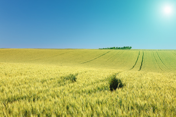 Terreno de rolamento com campos de trigo no dia ensolarado
 - Foto, Imagem