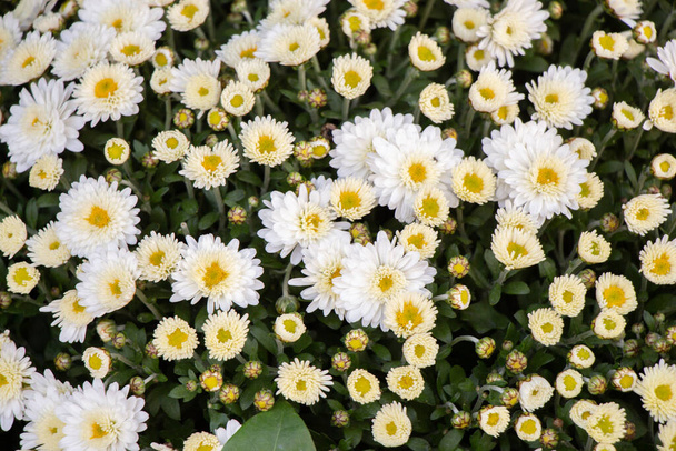 Jarní kvetoucí květináče v květinářství - Fotografie, Obrázek
