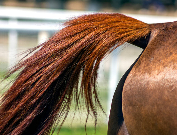 Αραβικό άλογο ουρά κόκκινο χρώμα. - Φωτογραφία, εικόνα