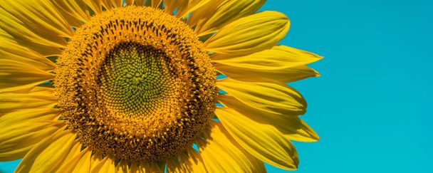 Banner Close-up of sun flower against a blue sky - Фото, зображення