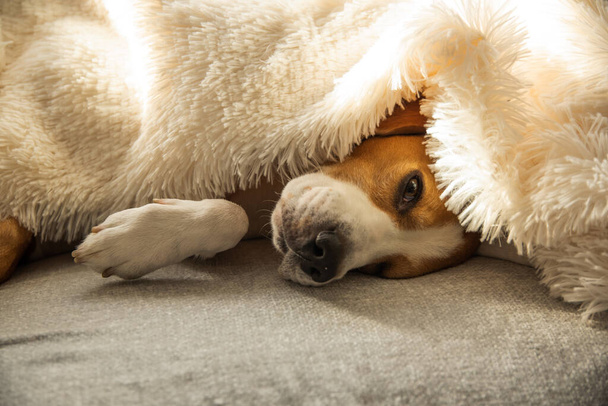 Beagle σκυλί κουρασμένος κοιμάται σε ένα άνετο καναπέ, καναπέ, κάτω από αφράτη κουβέρτα. Σκύλος στο σπίτι έννοια. - Φωτογραφία, εικόνα