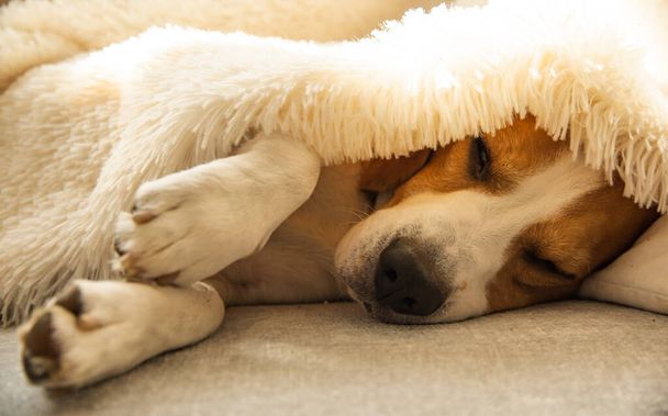Beagle dog tired sleeps on a cozy sofa, couch, under fluffy blanket. Dog at home concept. - Photo, Image