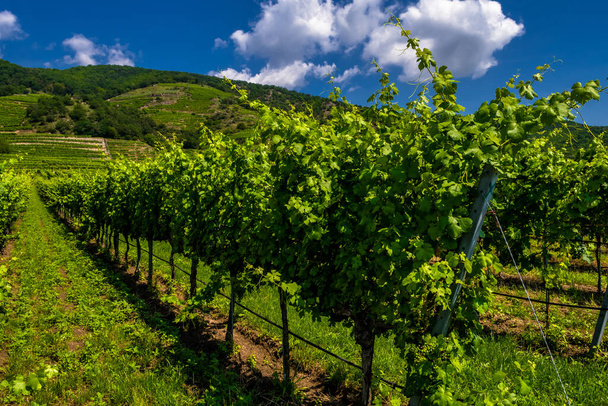 Vineyard With Terraces In The Wachau Danube Valley In Austria - Photo, Image