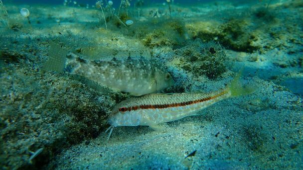 Grauer Lippfisch (Symphodus cinereus) und gestreifte Rotbarbe (Mullus surmuletus) unter Wasser, Ägäis, Griechenland, Chalkidiki - Foto, Bild