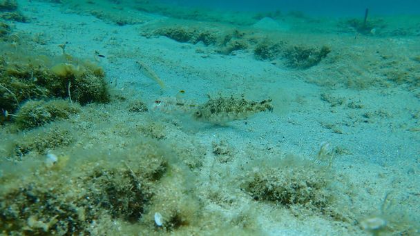 Gris wrasse (Symphodus cinereus) y salmonete o surmullet rojo rayado (Mullus surmuletus) bajo el mar, mar Egeo, Grecia, Halkidiki - Foto, Imagen