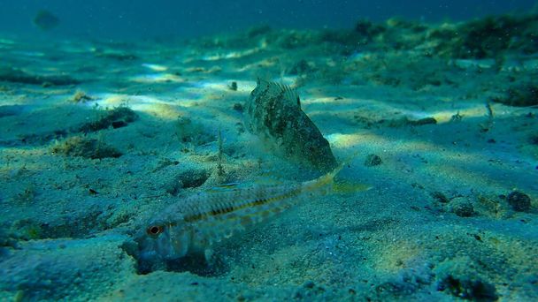 Gris wrasse (Symphodus cinereus) y salmonete o surmullet rojo rayado (Mullus surmuletus) bajo el mar, mar Egeo, Grecia, Halkidiki - Foto, Imagen