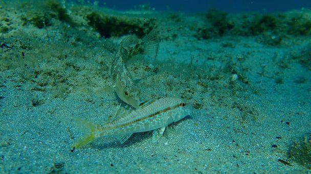 Grauer Lippfisch (Symphodus cinereus) und gestreifte Rotbarbe (Mullus surmuletus) unter Wasser, Ägäis, Griechenland, Chalkidiki - Foto, Bild
