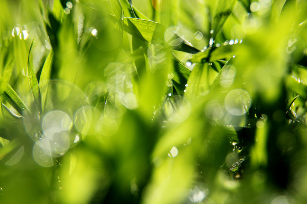 柔らかい緑の草の背景 - 写真・画像