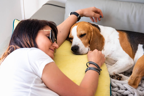 Cane Beagle che dorme accanto al divano Womanon. Animali domestici con persone amicizia. - Foto, immagini