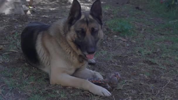 Perro pastor alemán sentado en el suelo y jadeando - Metraje, vídeo